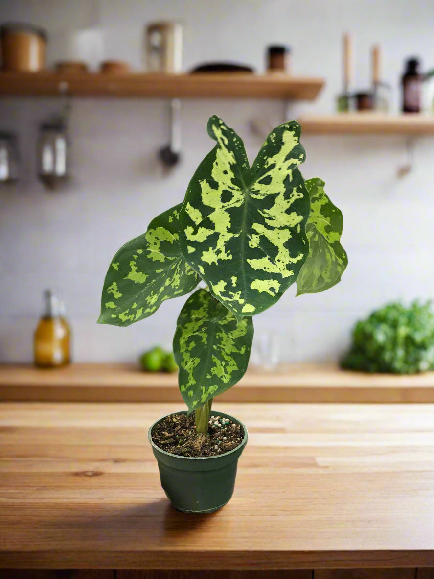 Alocasia 'Hilo Beauty'