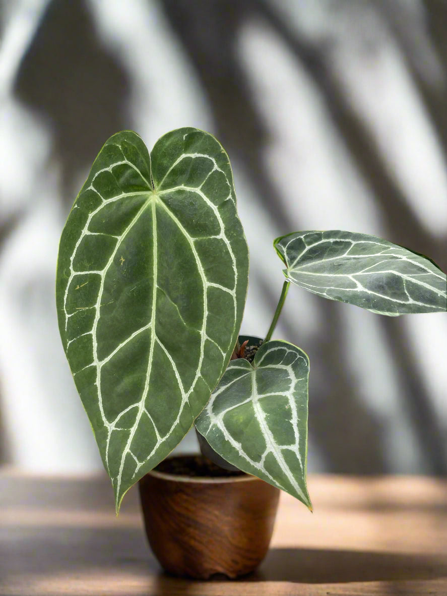 Anthurium Crystallinum