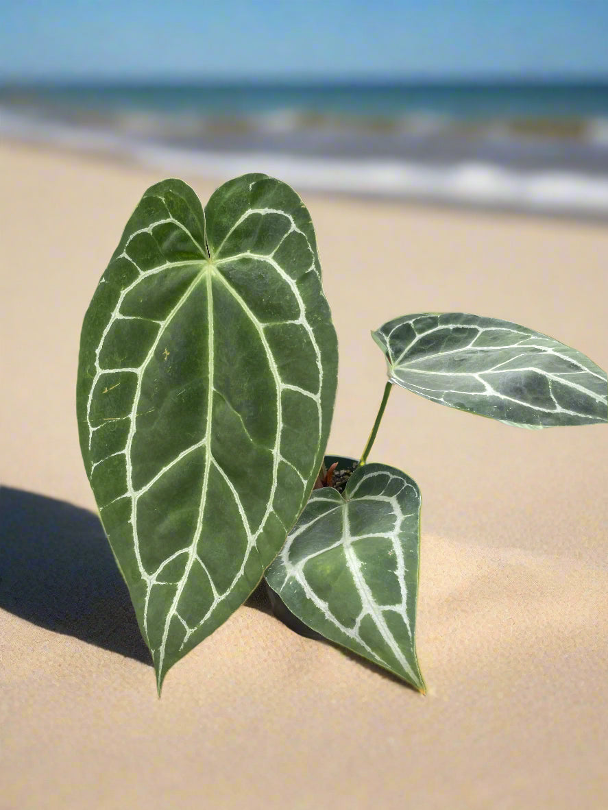 Anthurium Crystallinum