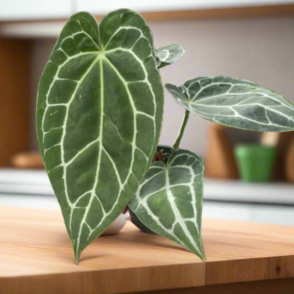 Anthurium Crystallinum