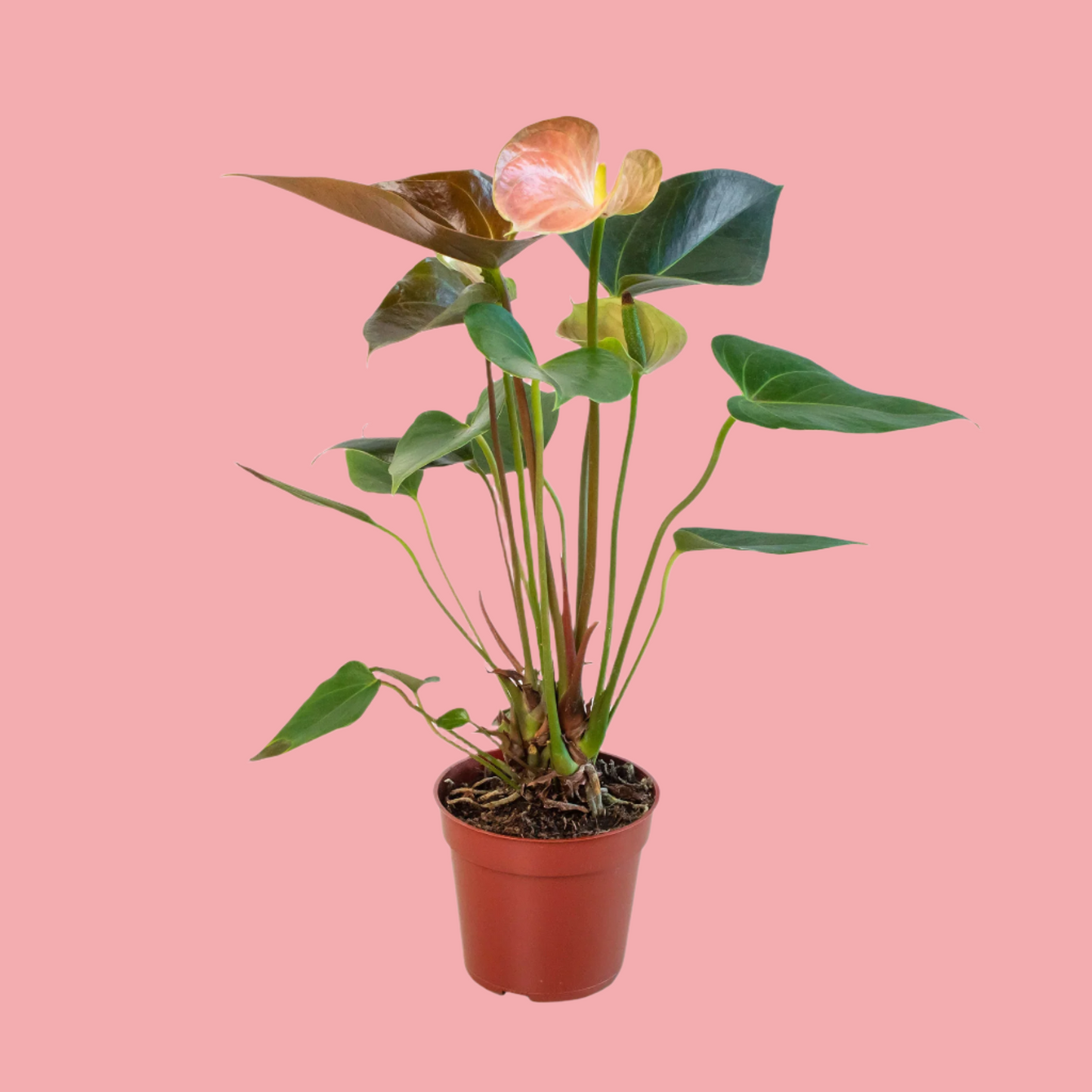 Anthurium Rainbow Champion - 4" Pot