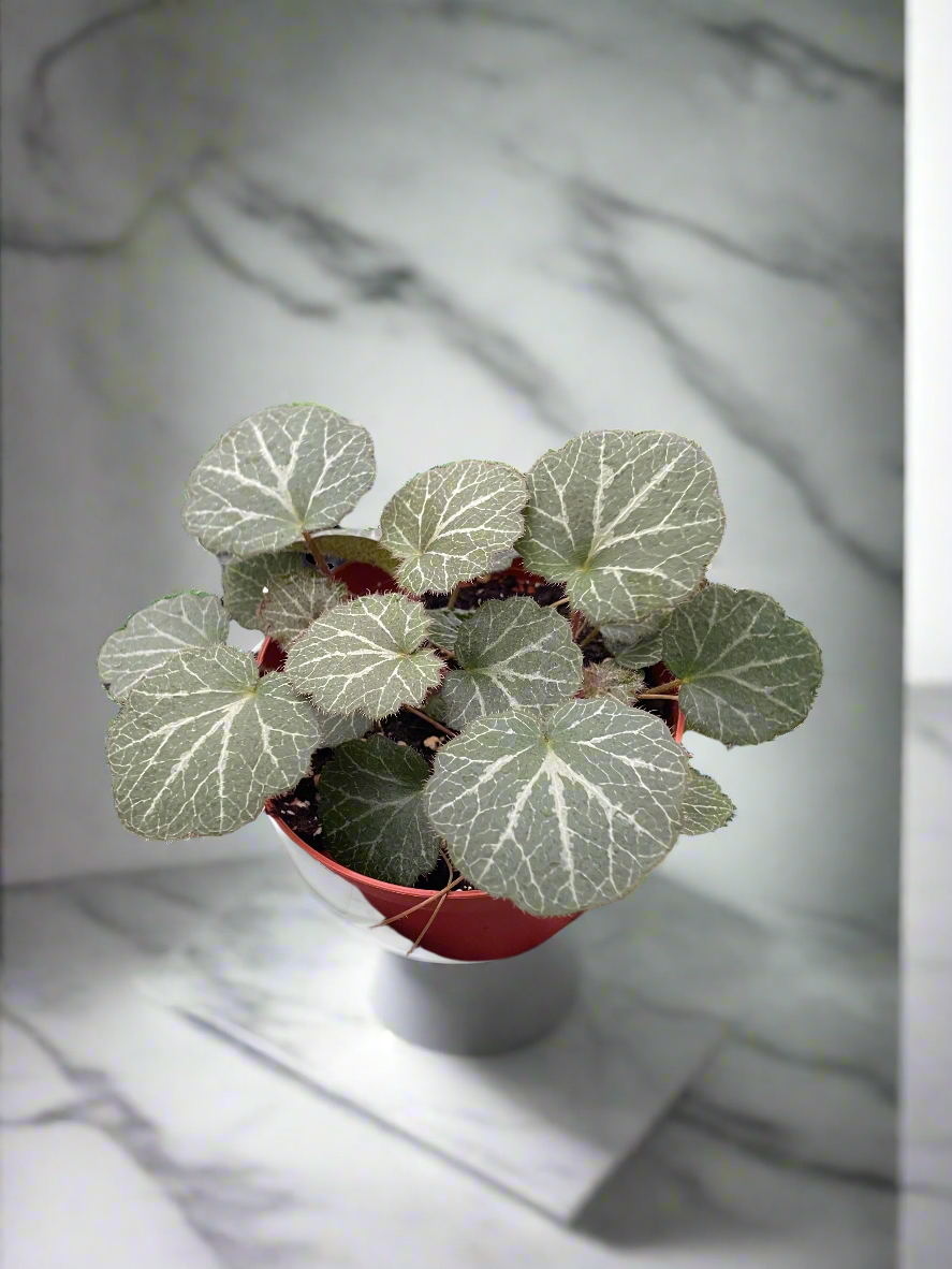 Begonia 'Strawberry'
