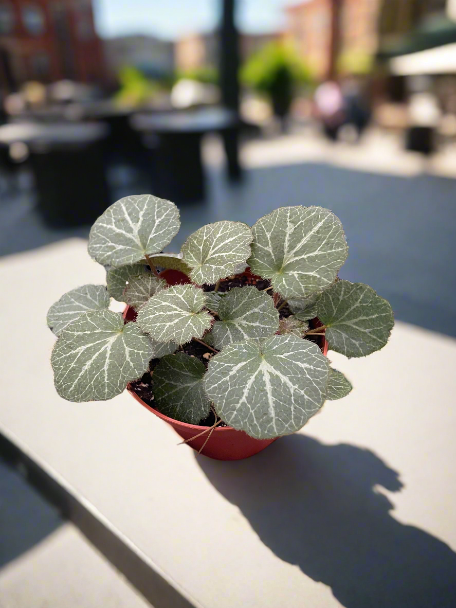 Begonia 'Strawberry'