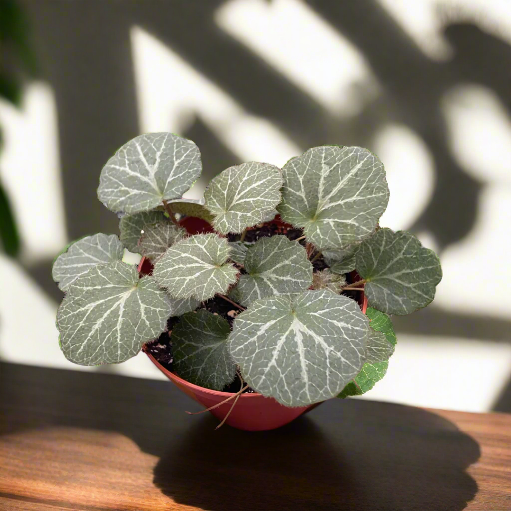 Begonia 'Strawberry'
