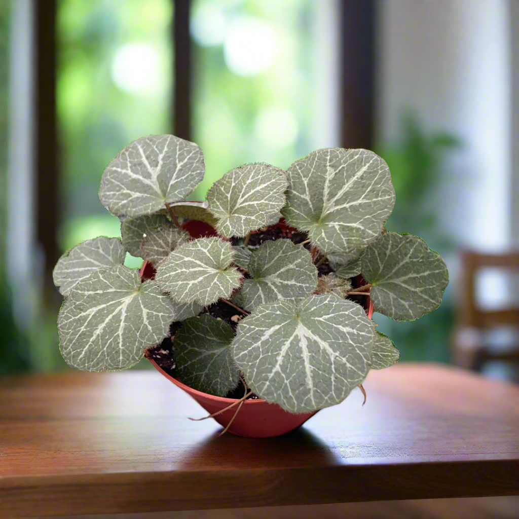 Begonia 'Strawberry'