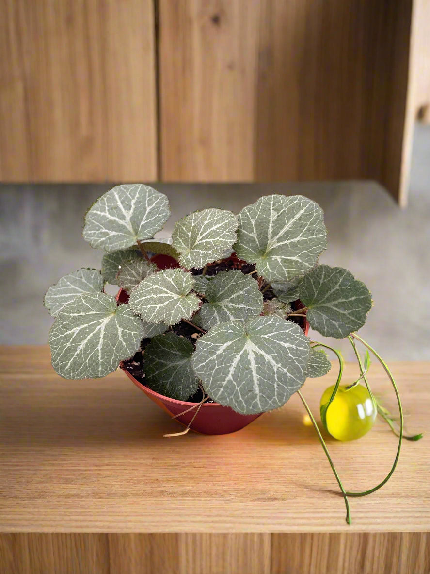 Begonia 'Strawberry'