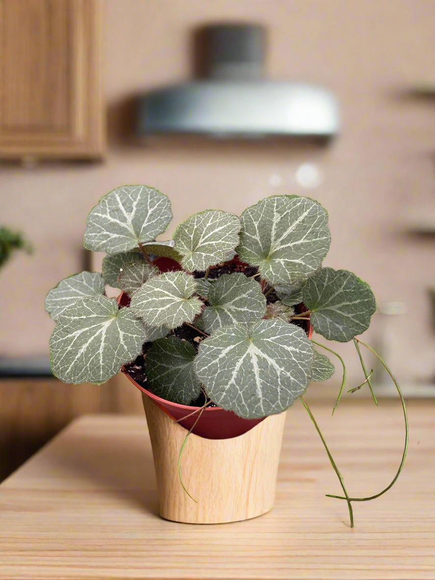 Begonia 'Strawberry'