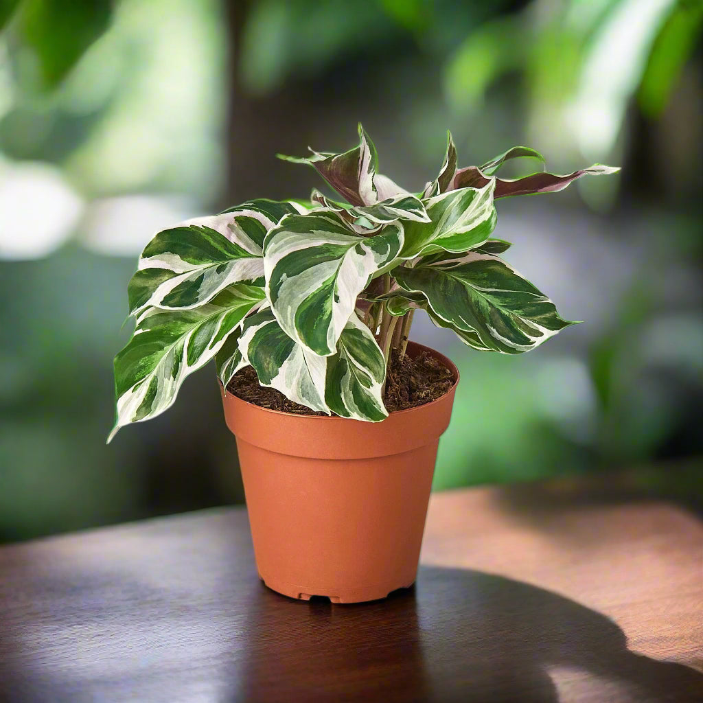 Calathea 'White Fusion'