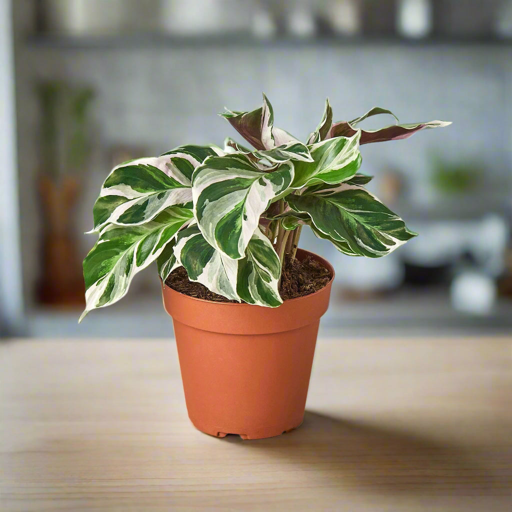 Calathea 'White Fusion'