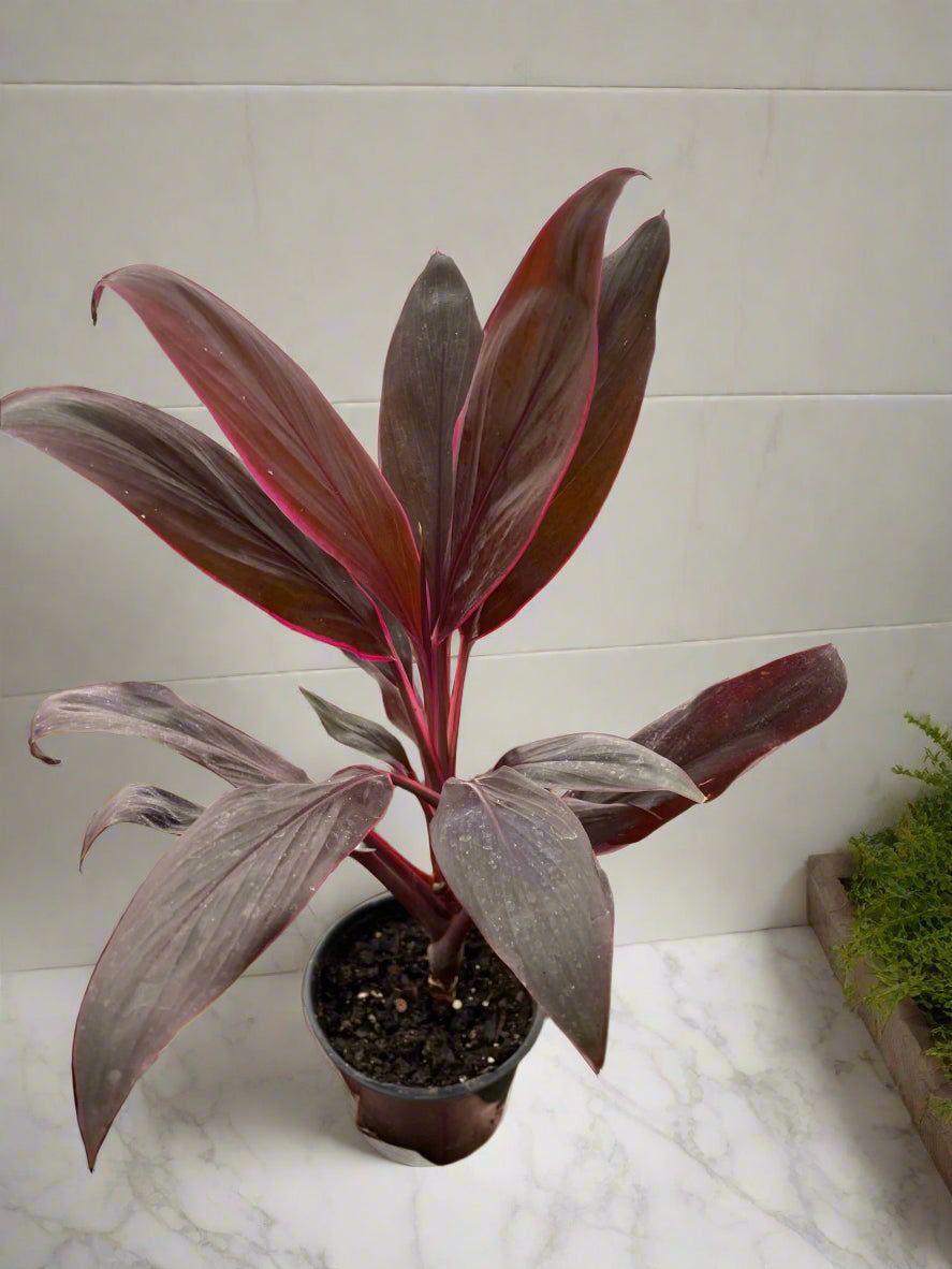 Cordyline 'Calypso Queen'