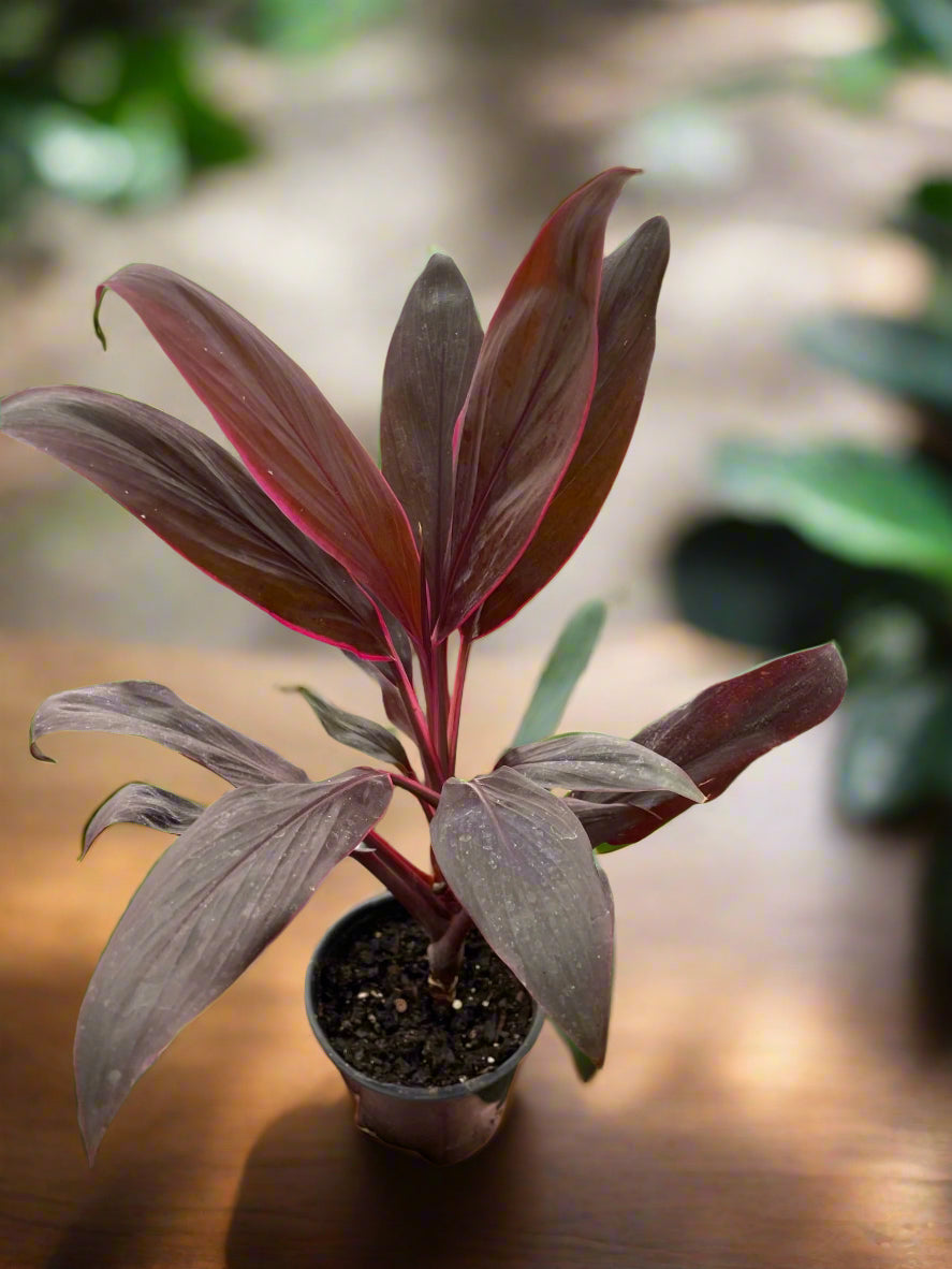 Cordyline 'Calypso Queen'