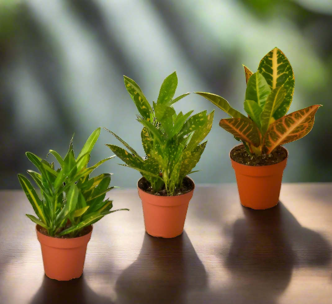 3 Croton Variety Pack / 4" Pot / Live Plant / House Plant