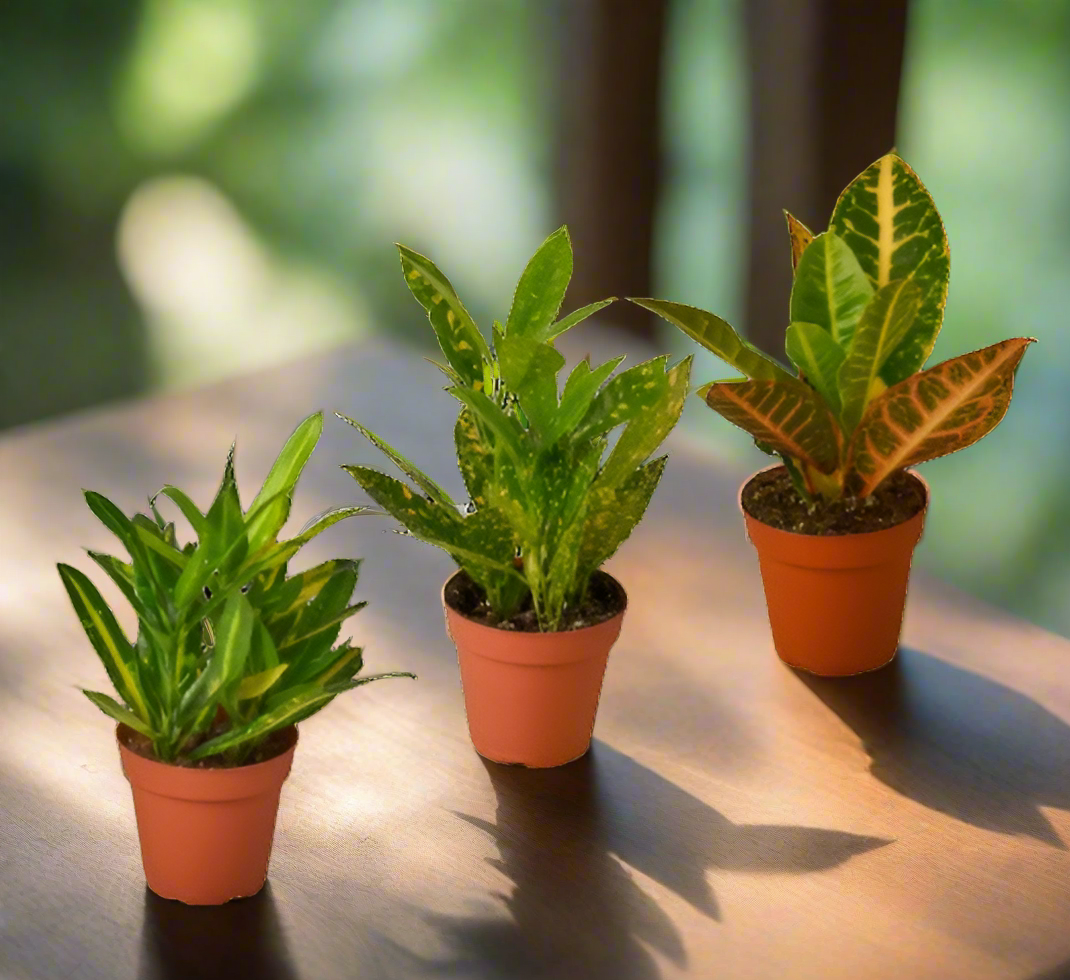 3 Croton Variety Pack / 4" Pot / Live Plant / House Plant