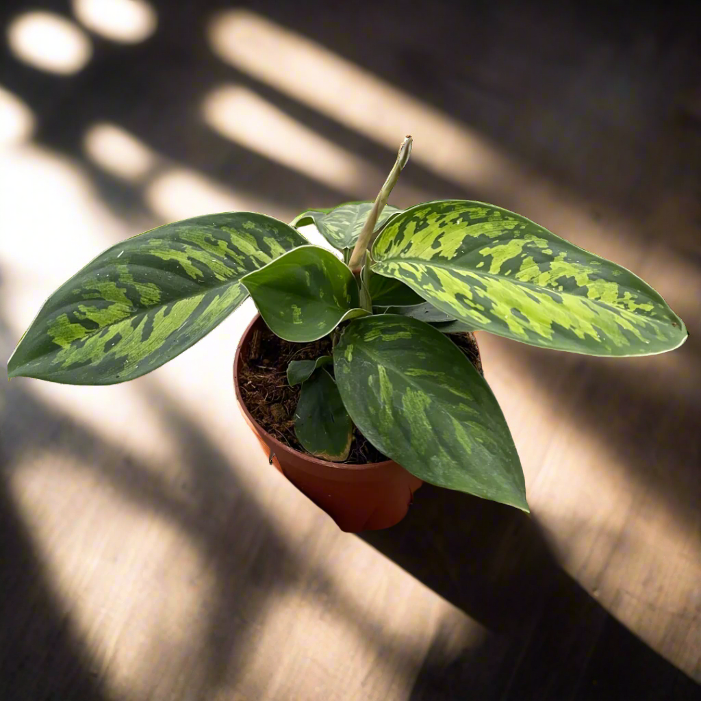 Homalomena 'Camouflage'