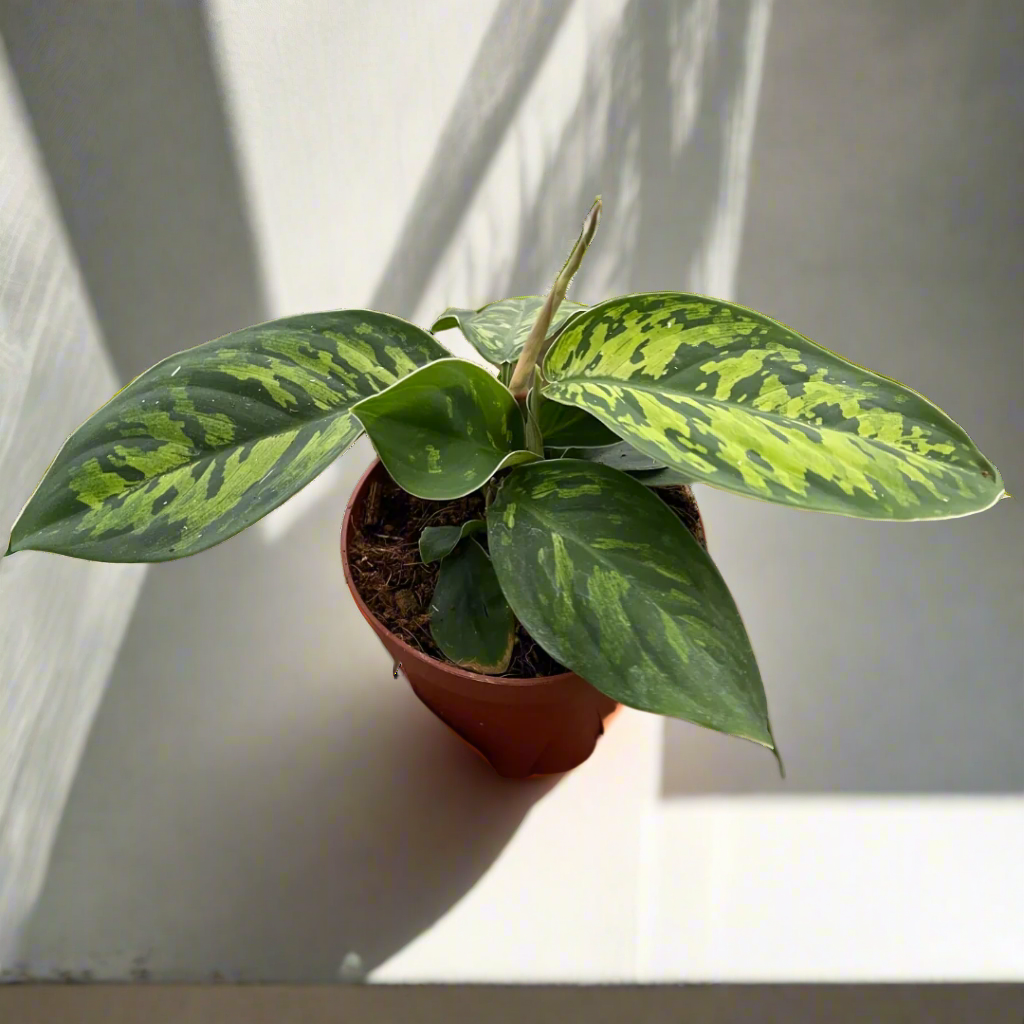 Homalomena 'Camouflage'