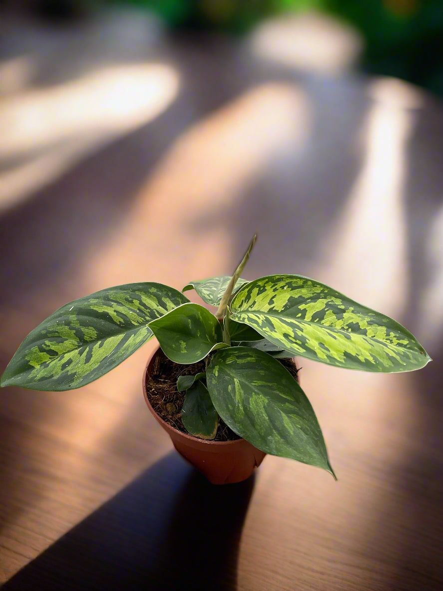 Homalomena 'Camouflage'