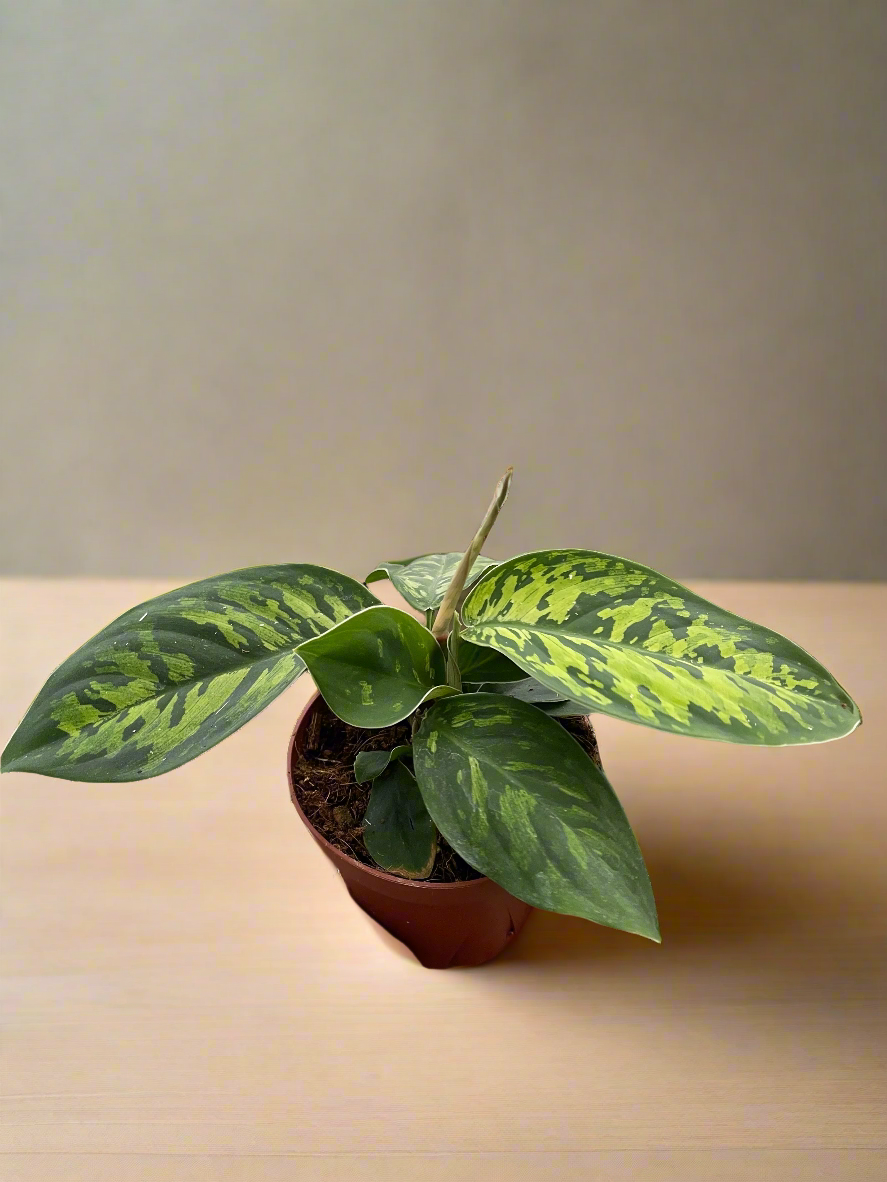 Homalomena 'Camouflage'