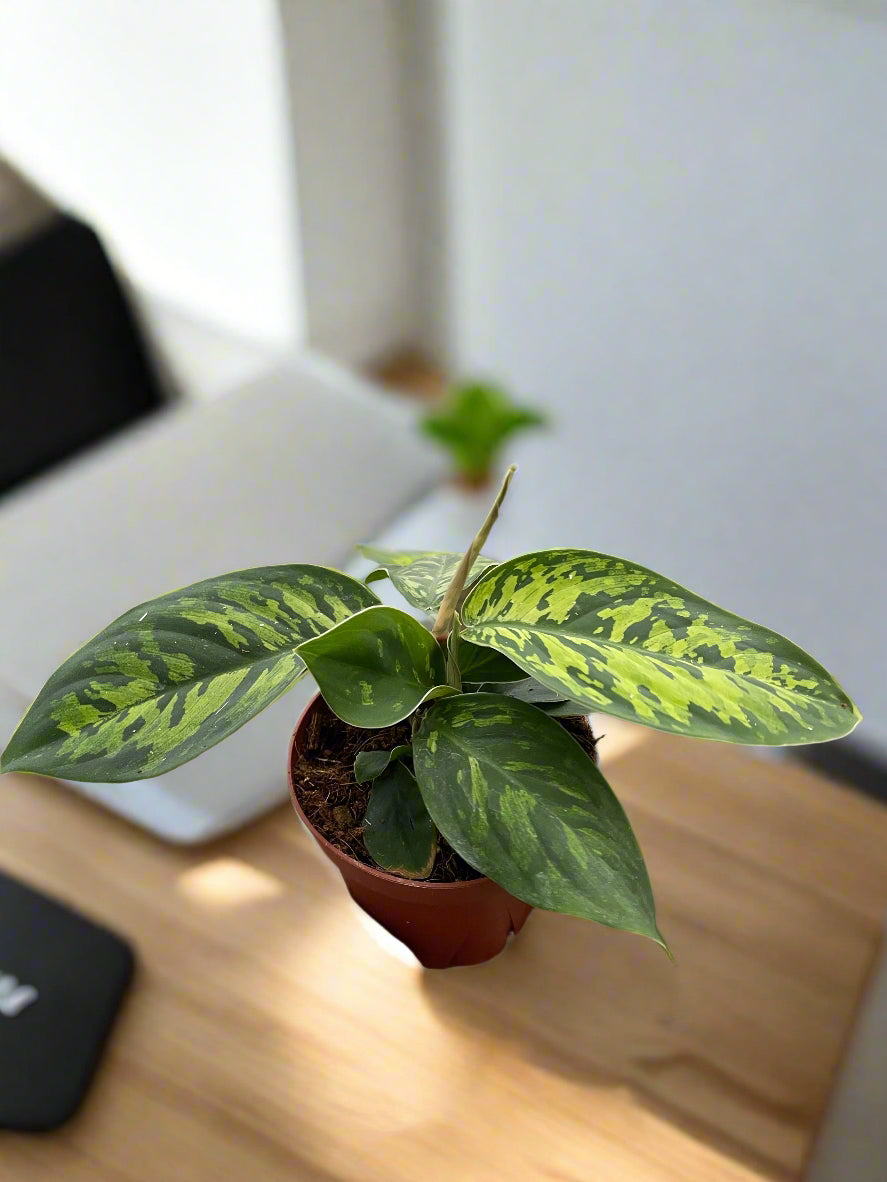 Homalomena 'Camouflage'