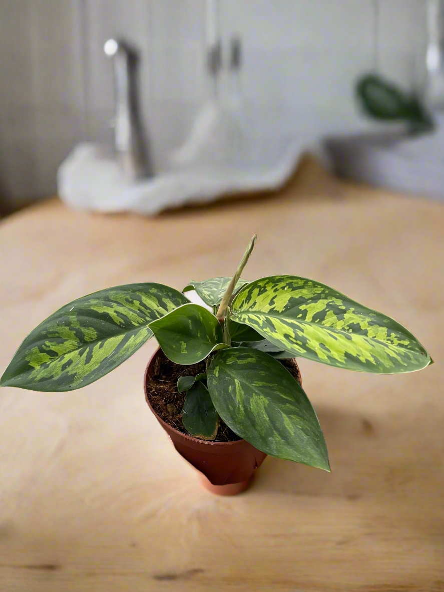 Homalomena 'Camouflage'