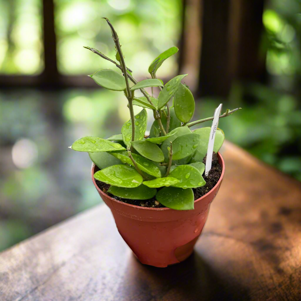 Hoya Bilobata