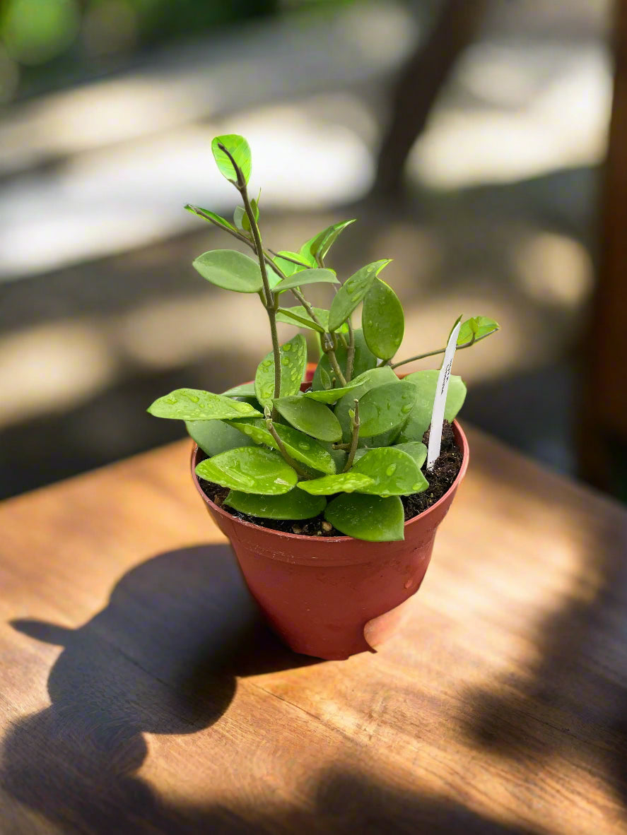 Hoya bilobata