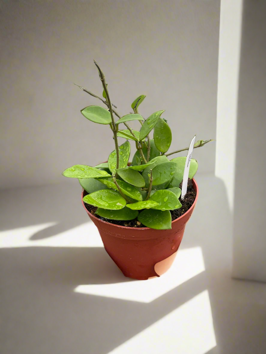 Hoya Bilobata
