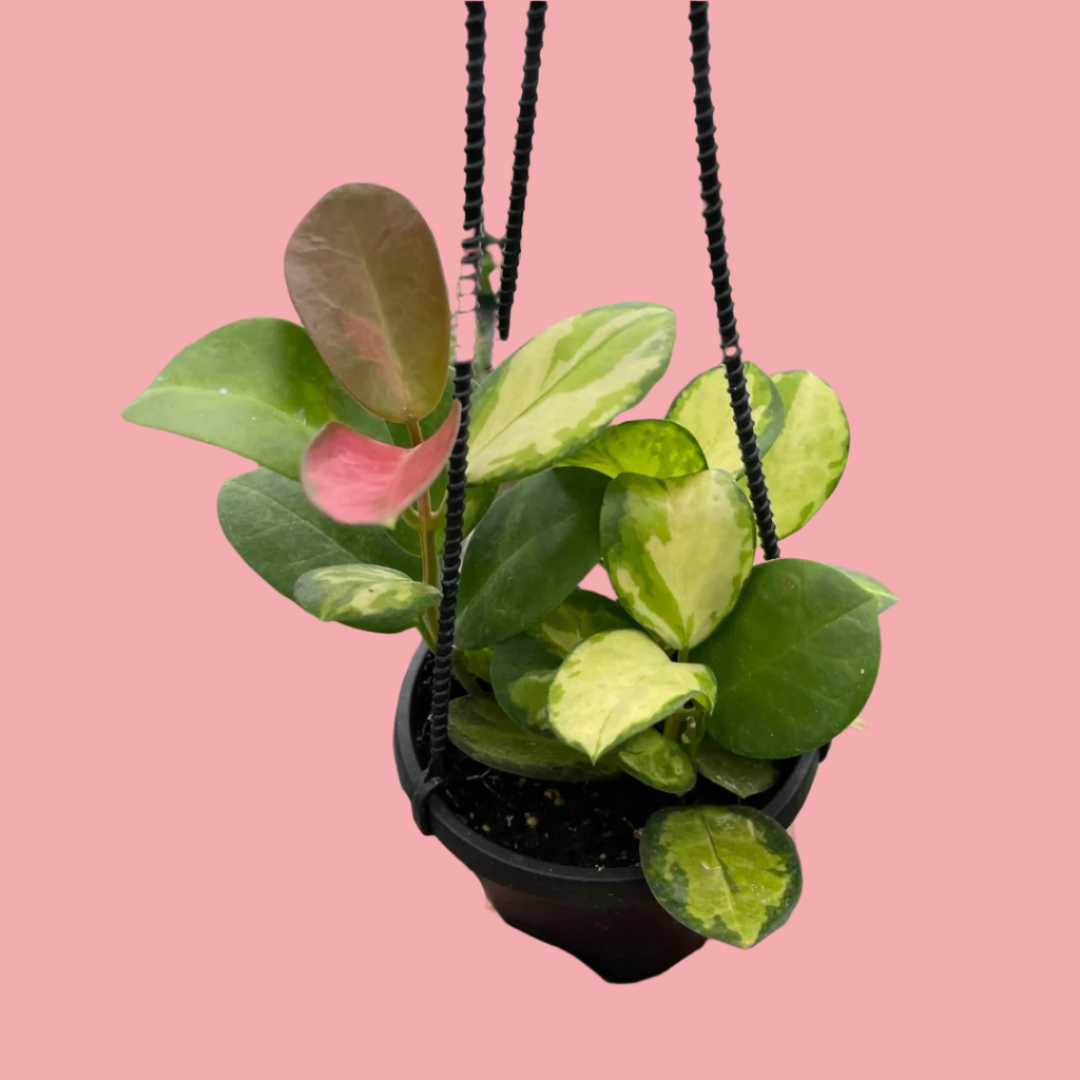 Hoya 'Lisa'