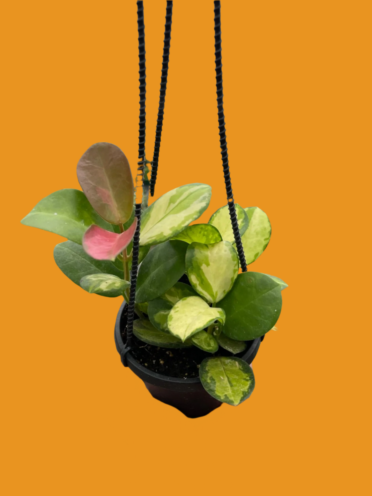 Hoya 'Lisa'