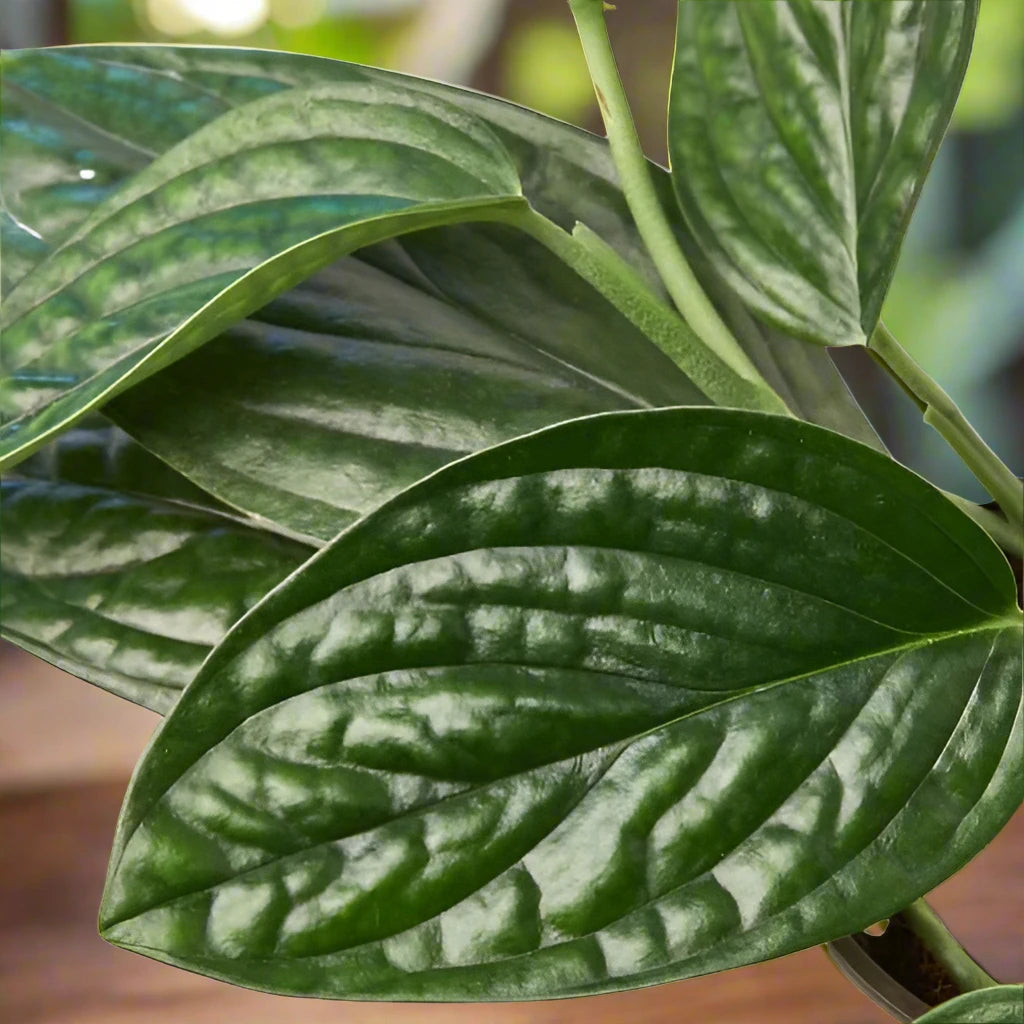 Monstera 'Peru'