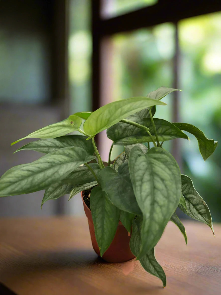 Monstera 'Siltepecana'