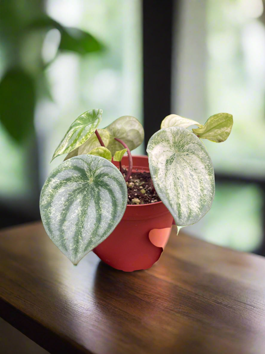 Peperomia 'Watermelon Variegated'
