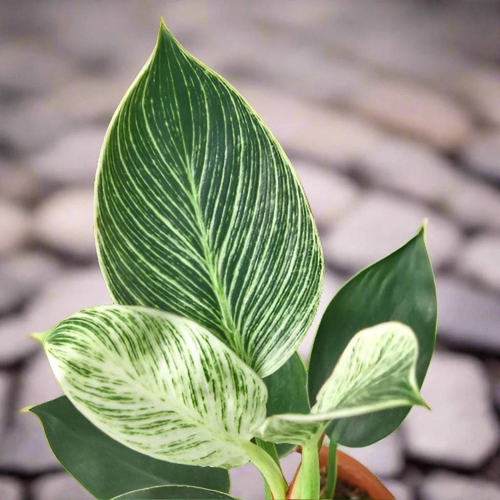 Philodendron 'Birkin'