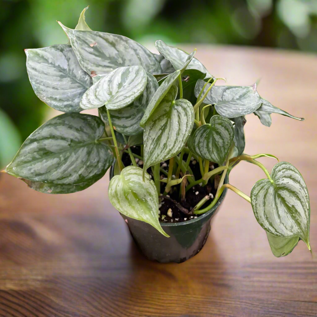 Philodendron 'Brandi'