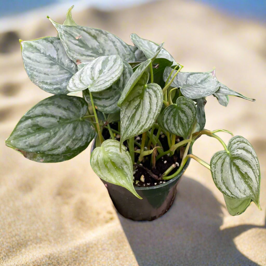 Philodendron 'Brandi'