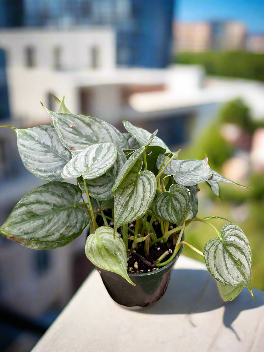 Philodendron 'Brandi'