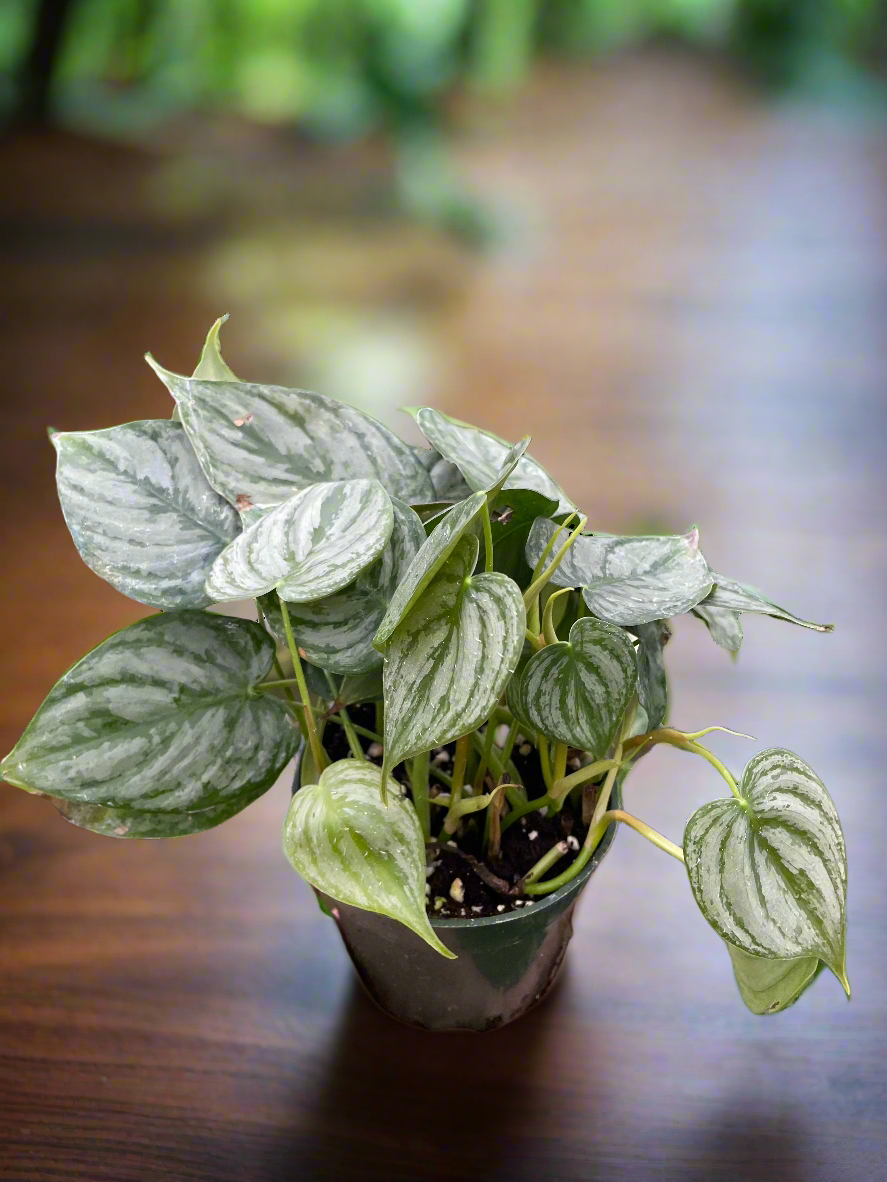 Philodendron 'Brandi'