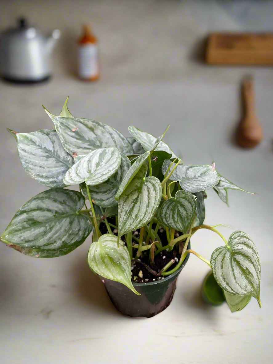 Philodendron 'Brandi'