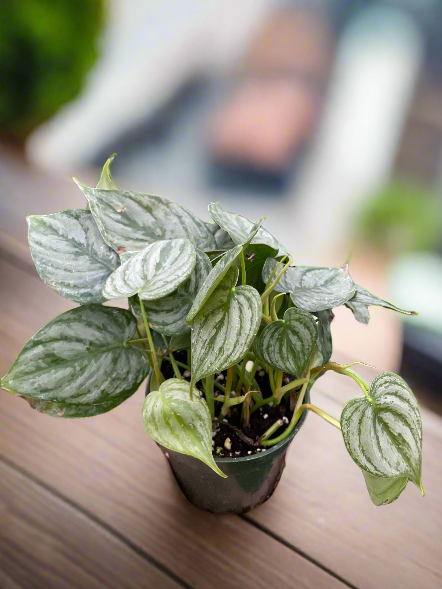 Philodendron 'Brandi'