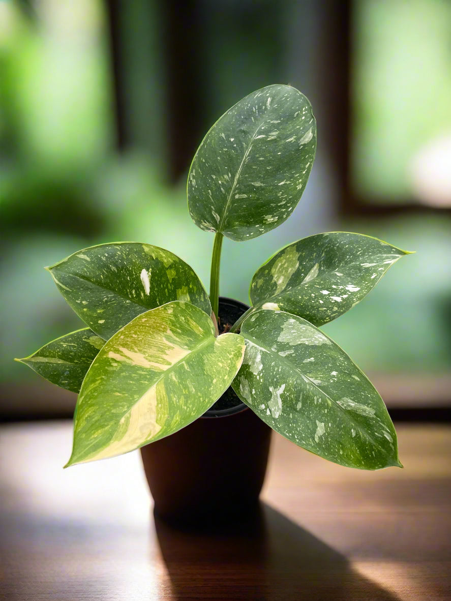 Philodendron 'Congo Nuclear'
