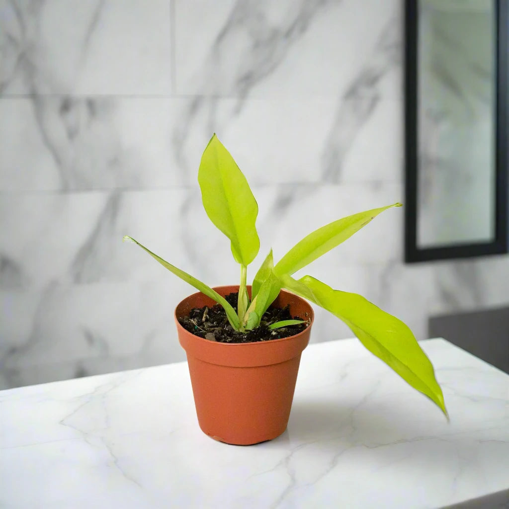 Philodendron 'Ring of Fire Gold'