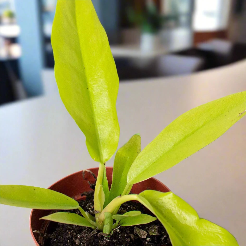 Philodendron 'Ring of Fire Gold'