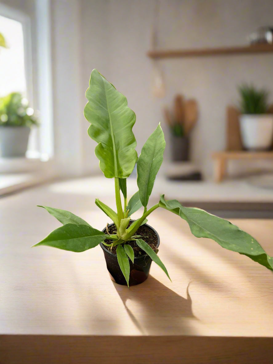 Philodendron 'Jungle Boogie'