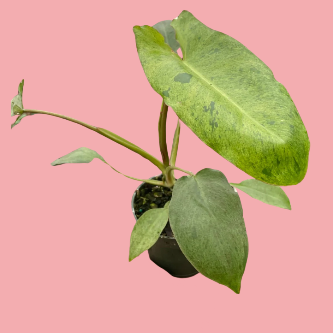Philodendron 'Paraiso Verde'