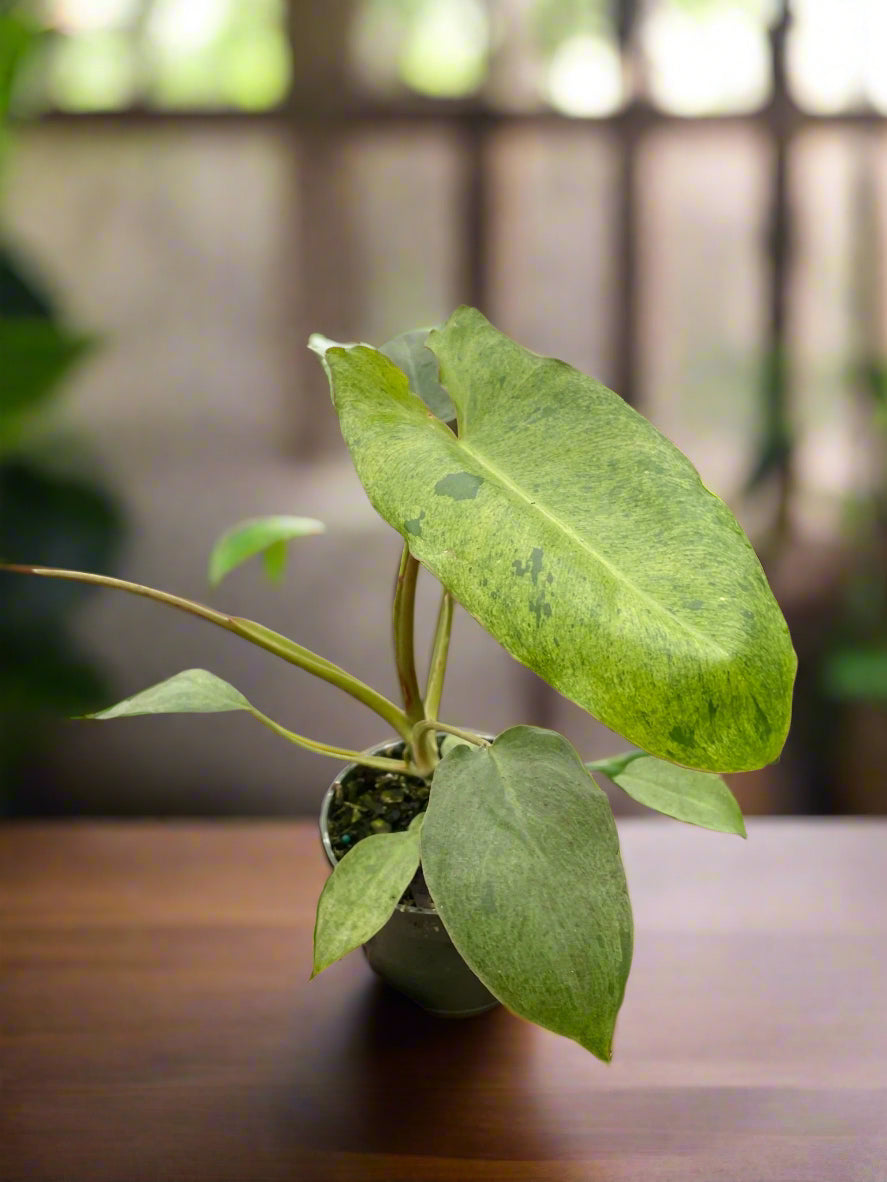 Philodendron 'Paraiso Verde'