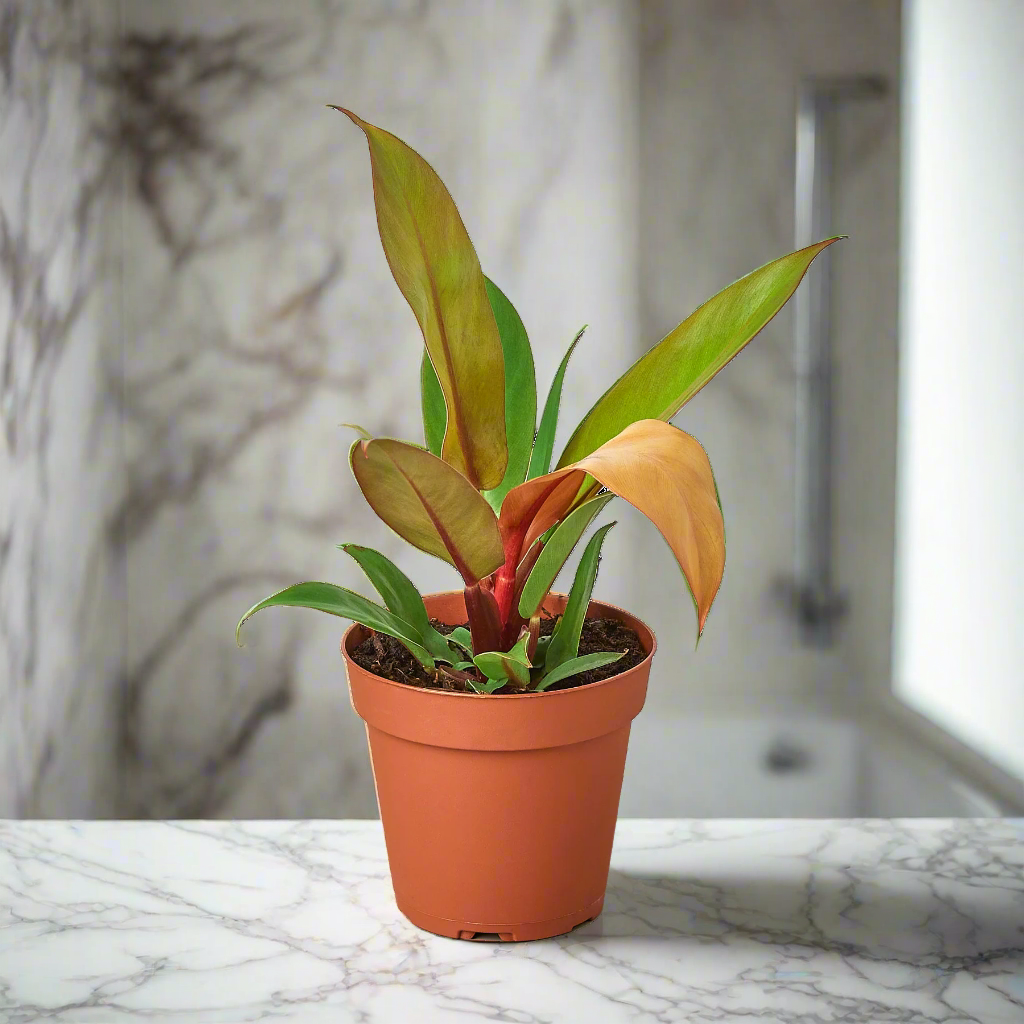 Philodendron 'Prince of Orange'