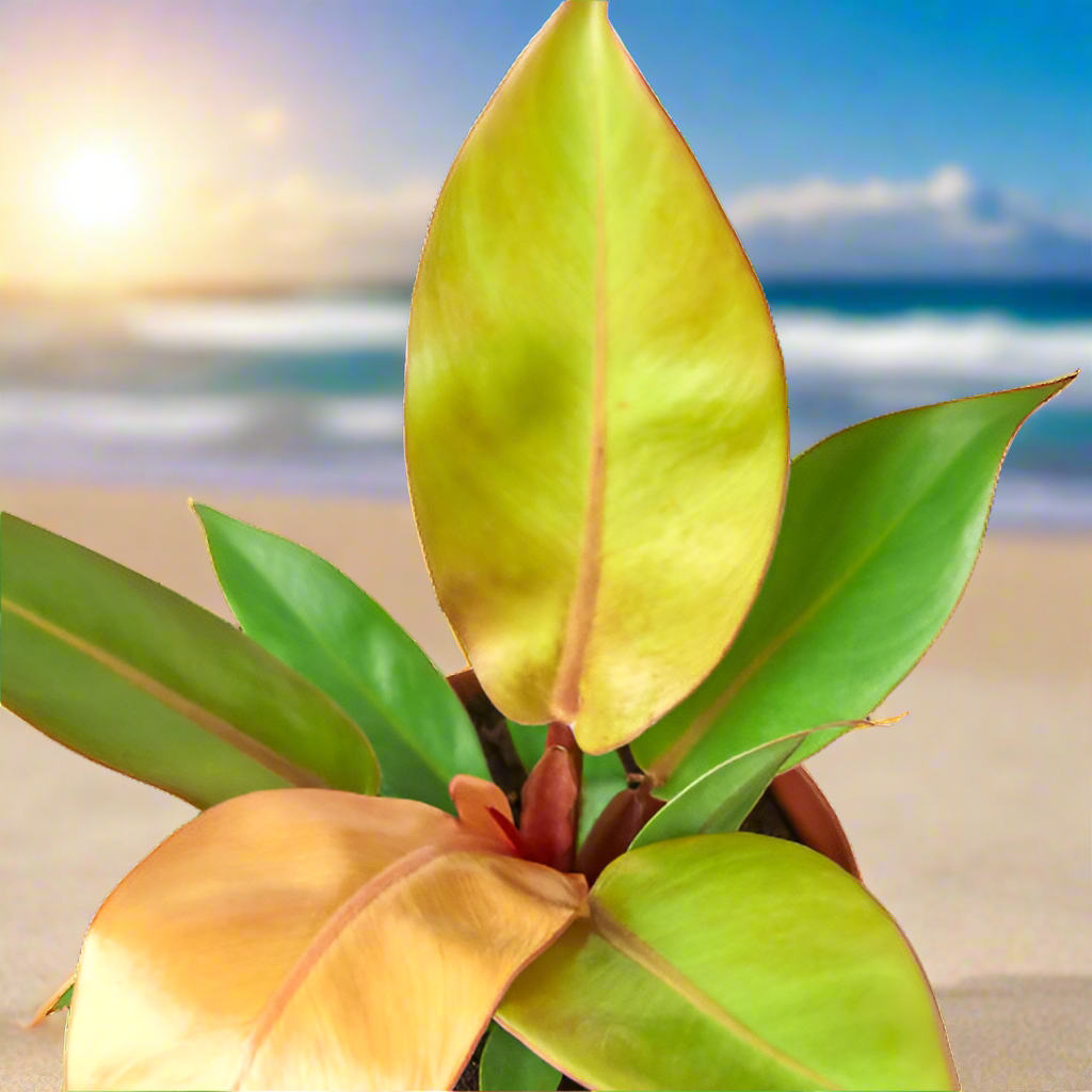 Philodendron 'Prince of Orange'