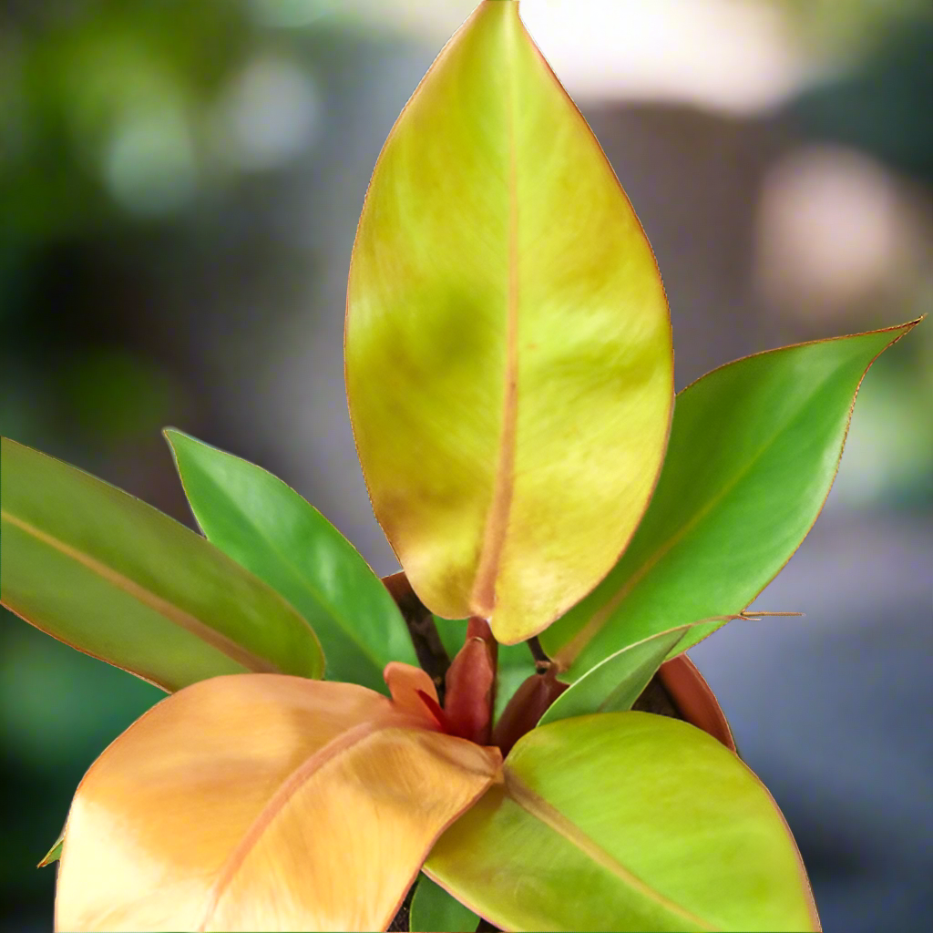 Philodendron 'Prince of Orange'