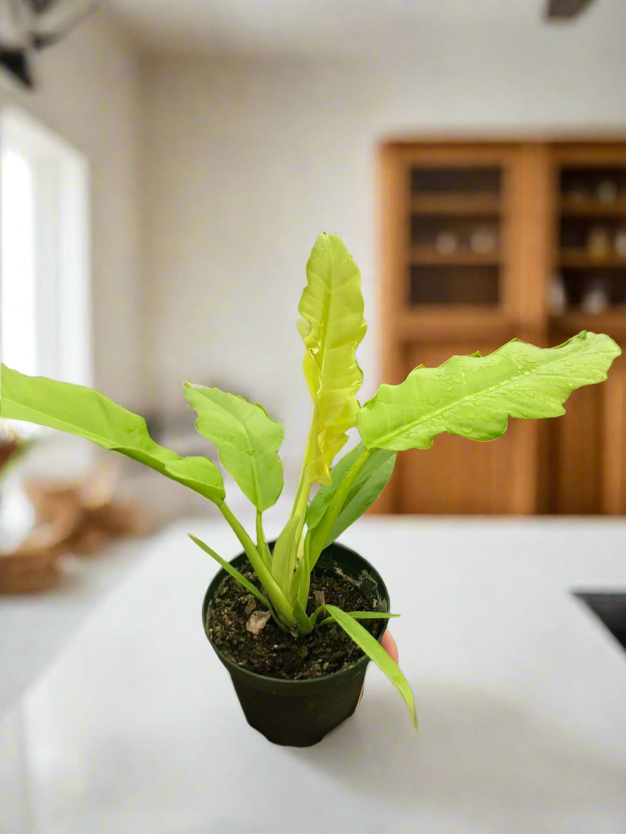 Philodendron 'Ring of Fire Gold'