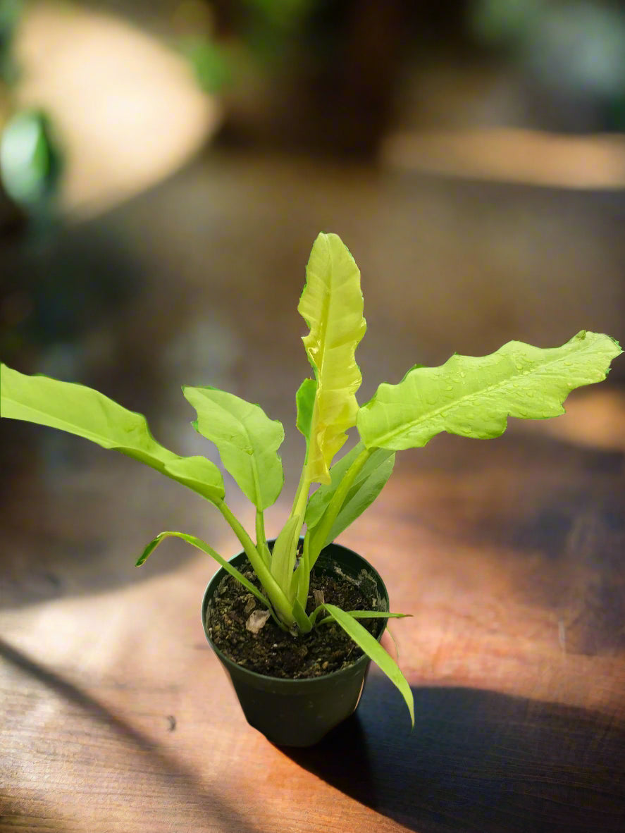 Philodendron 'Ring of Fire Gold'