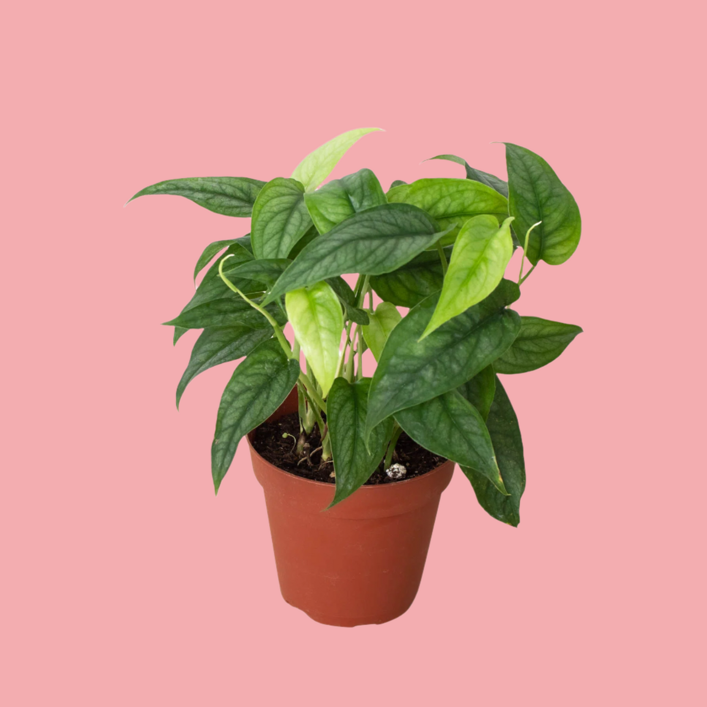 Monstera 'Siltepecana'